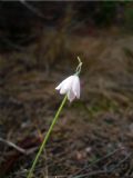 Leucojum roseum